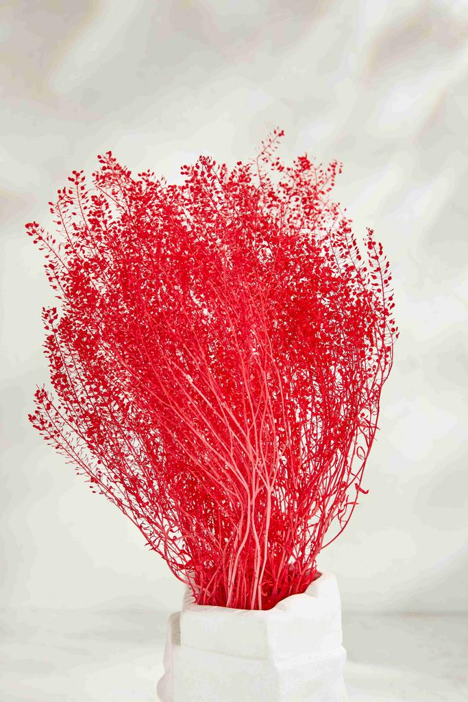 Ярутка полевая