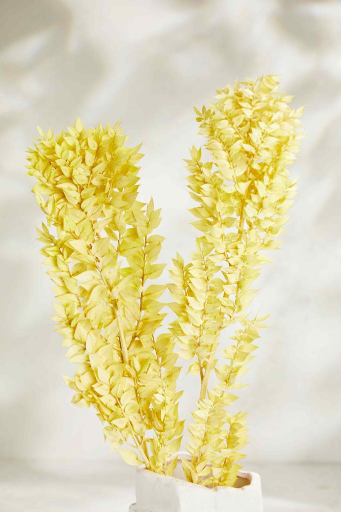 Рускус Италика