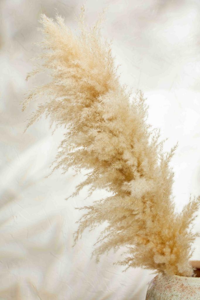 Пампасная трава