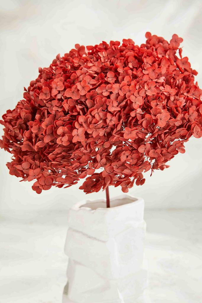 Гортензия Big size