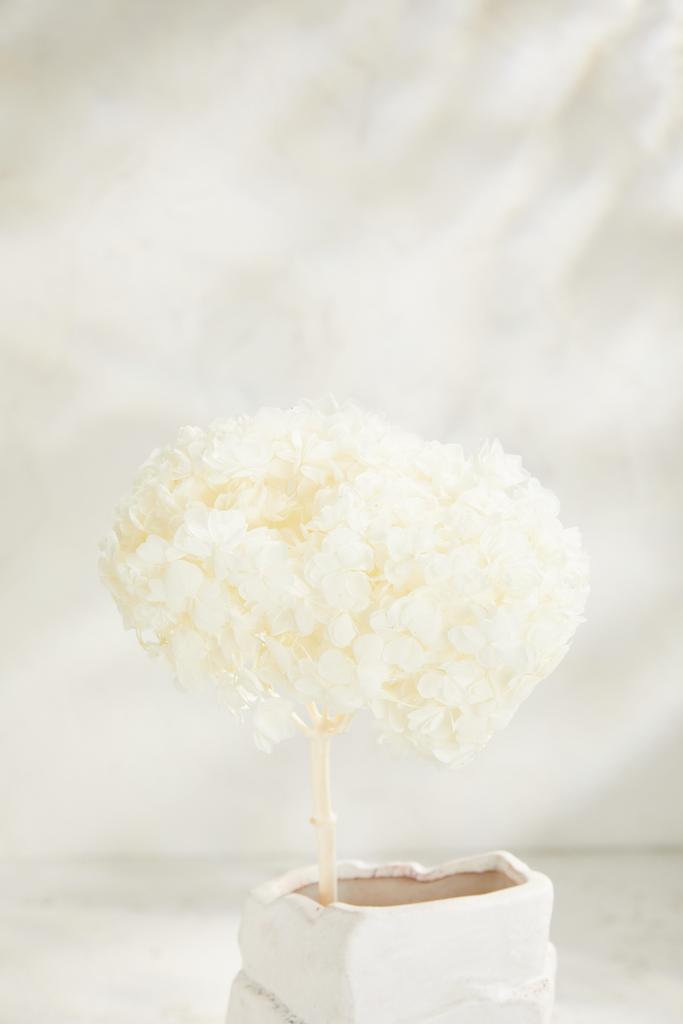 Гортензия Декоративная