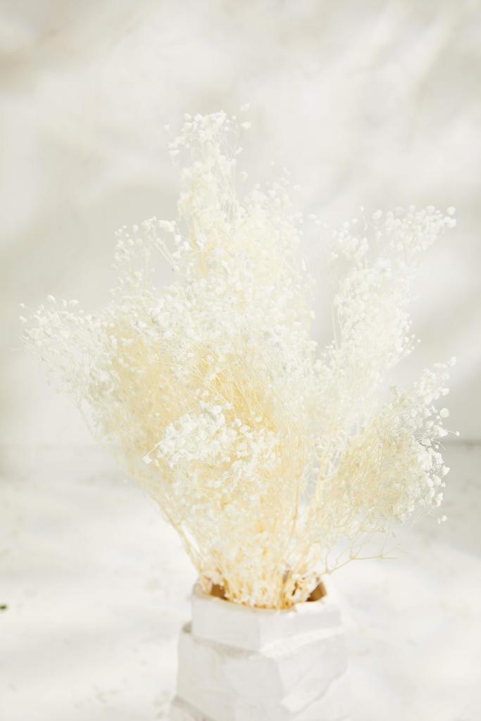 Гипсофила - Миллион стар