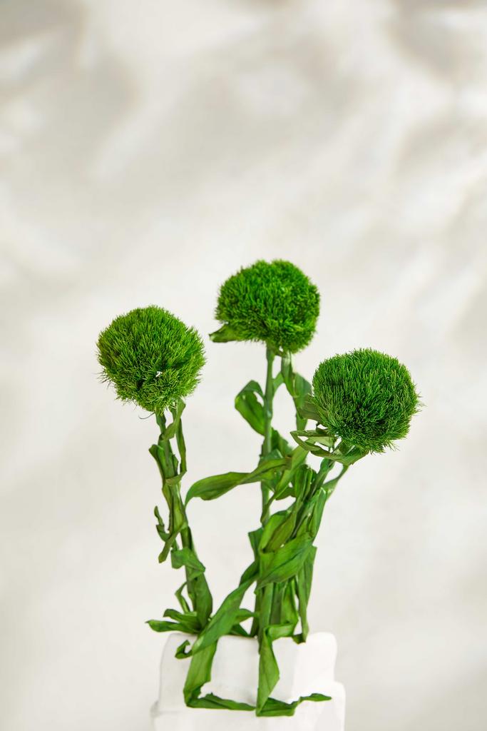 Диантус на стебле (3 шт)