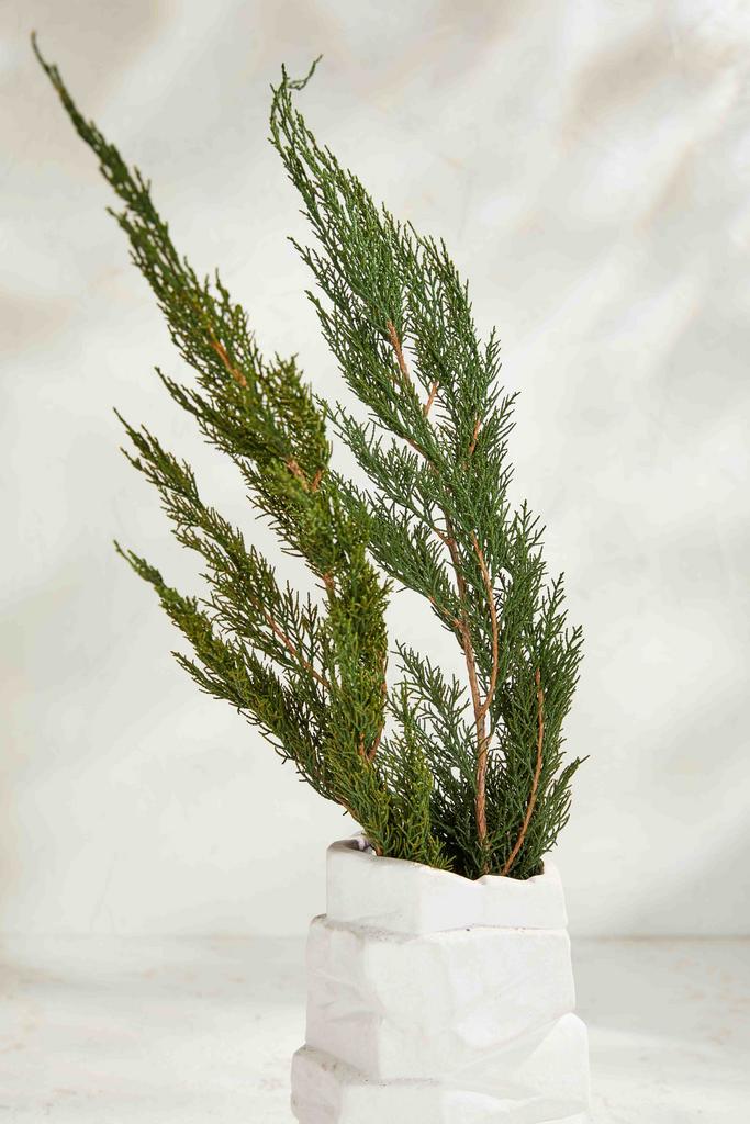 Туя в пачке