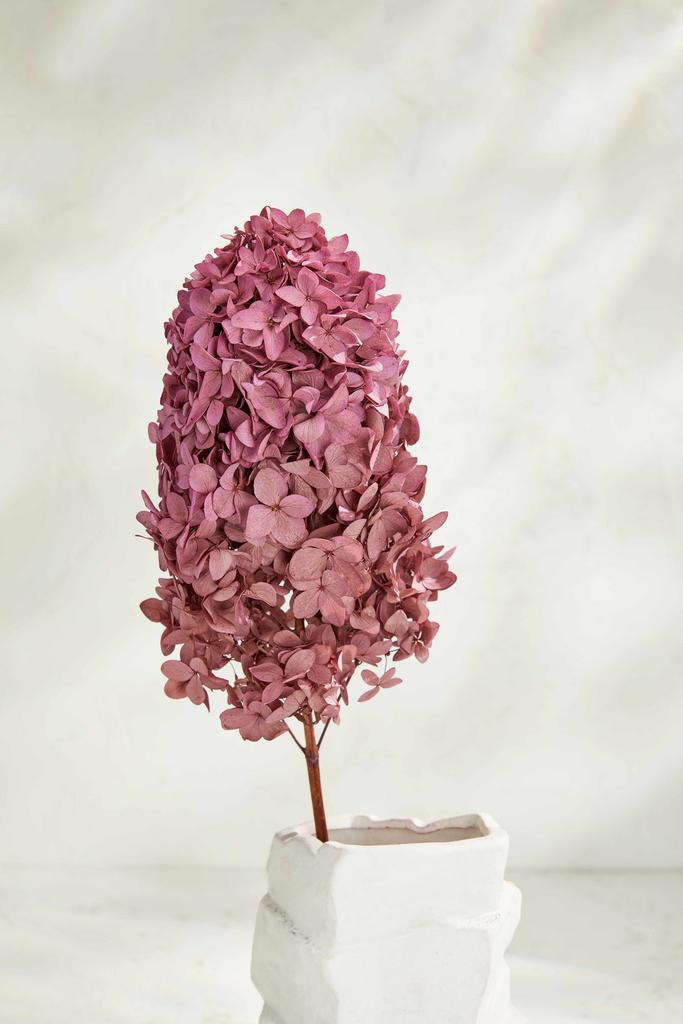 Гортензия Пламя