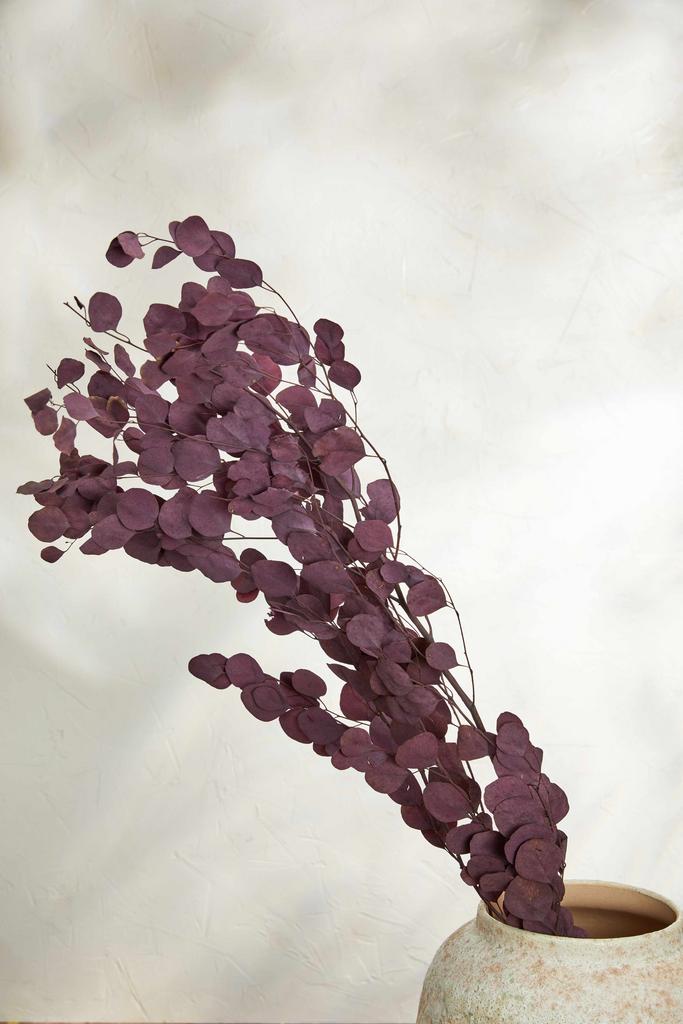 Эвкалипт Популус - Дерево