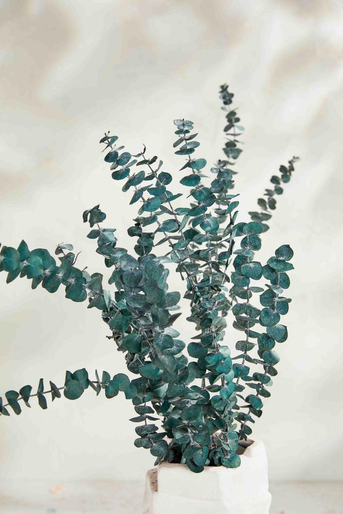 Эвкалипт Беби - Кустовой