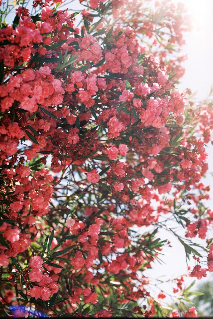 Черногория, июль 2017, 20х30