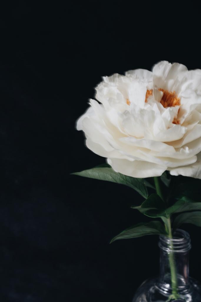 Пион, июнь 2022, 20х30