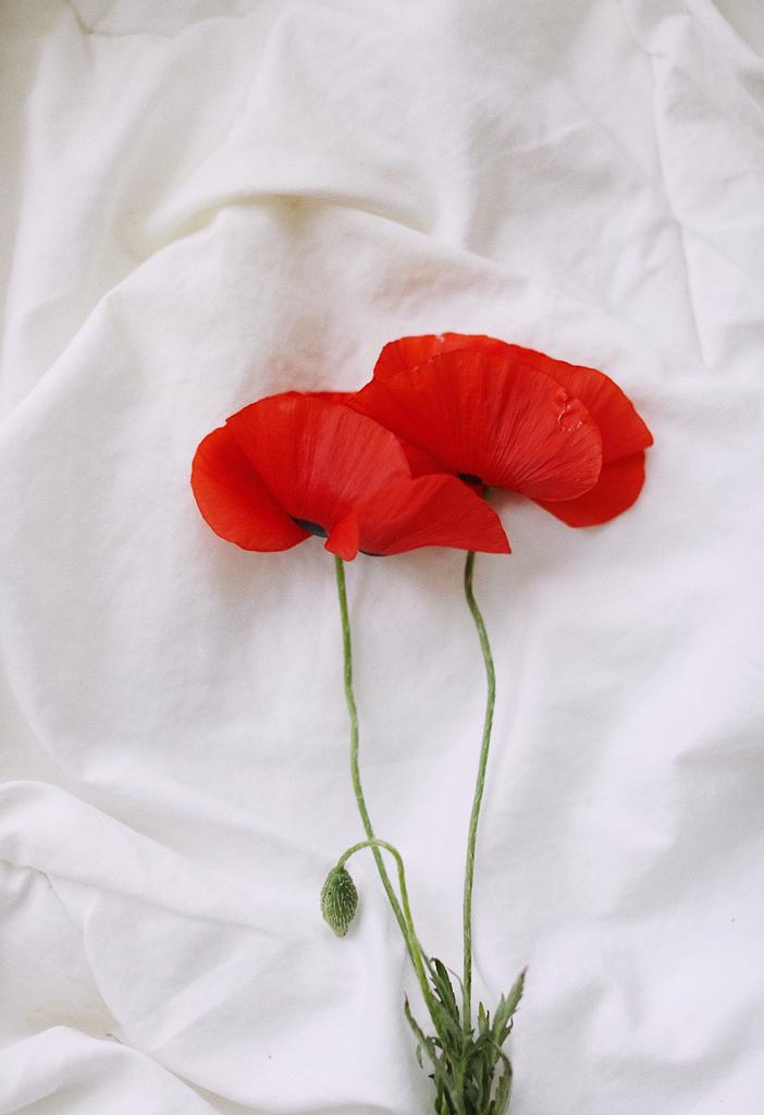 Маки, май 2019, 20х30