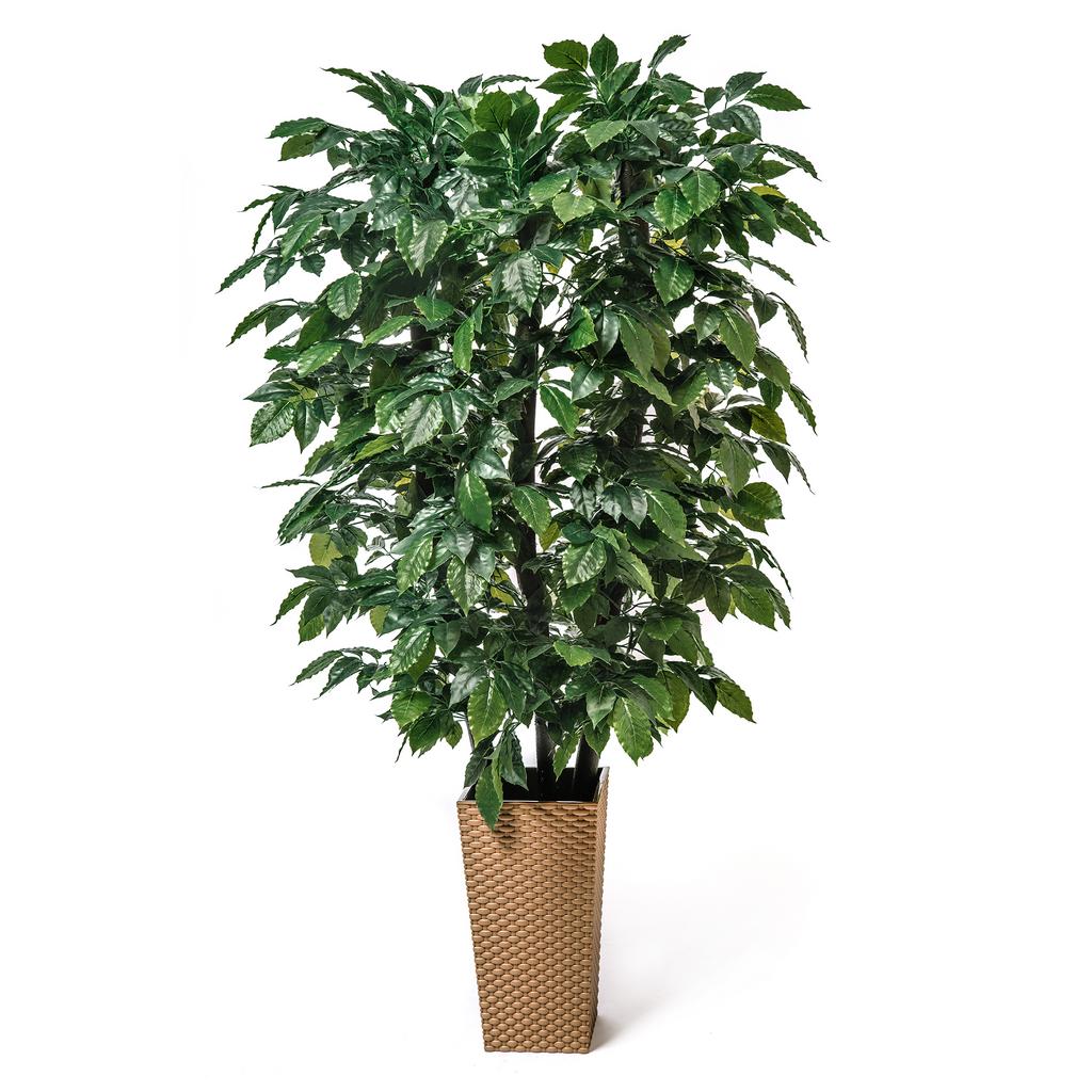 Гибискус кустовой