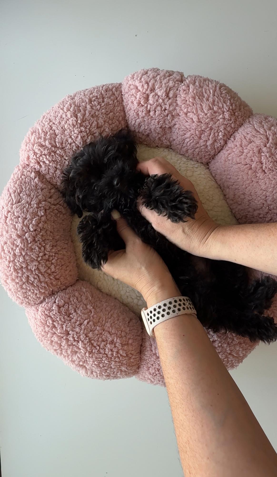 Лежанка Маргаритка