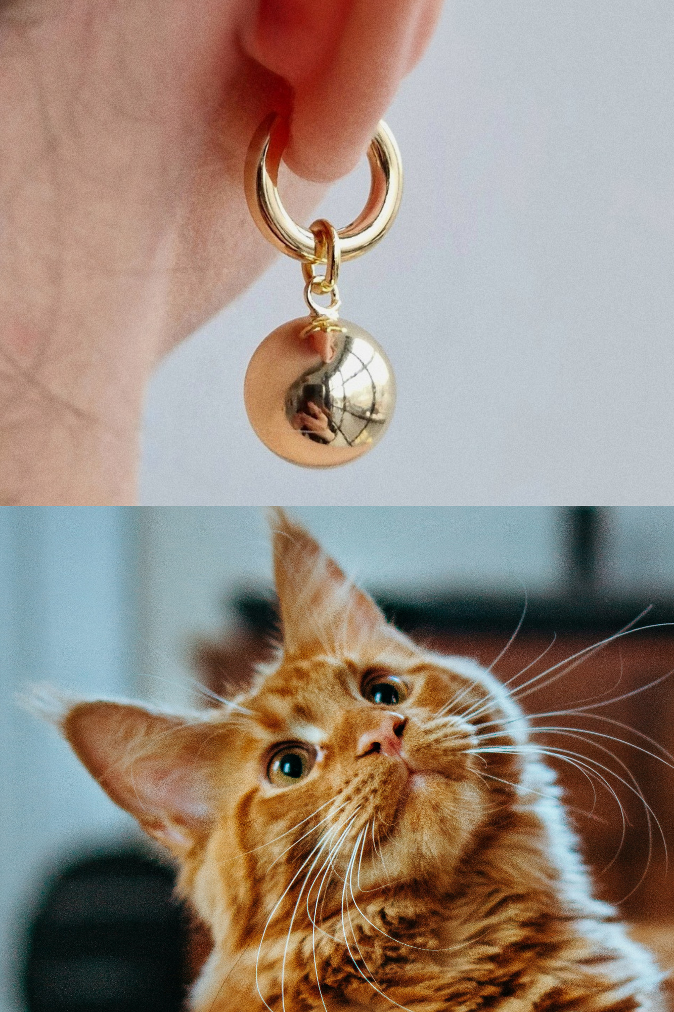 коллаж из 2-х фото, на верхнем фото золотистая серьга конго с подвеской шариком на женском ухе, на нижнем фото рыжий кот, который смотрит наверх