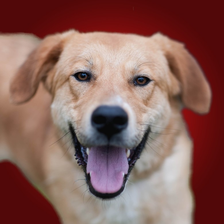 Подарок Скади