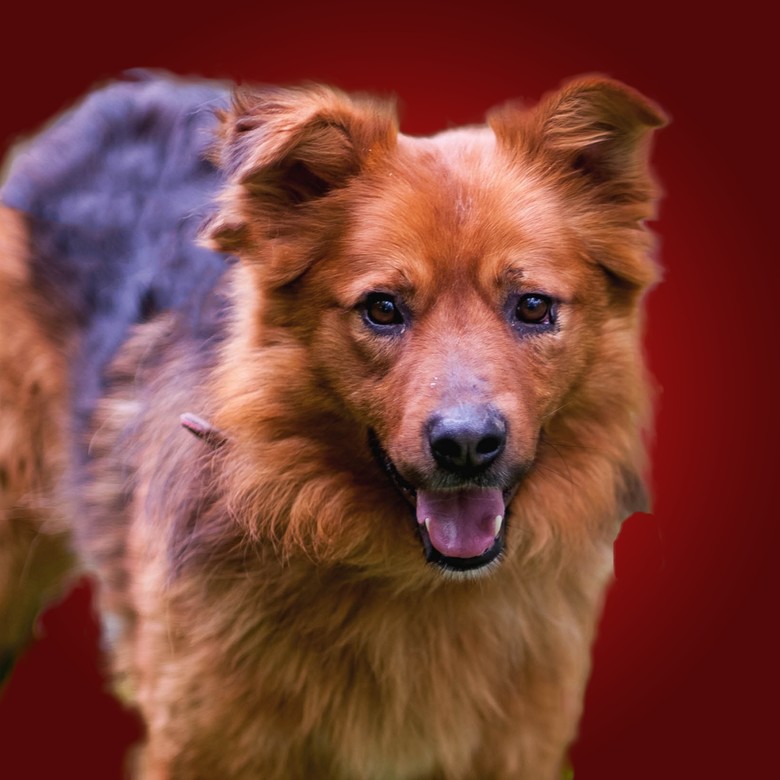 Подарок Шанхаю