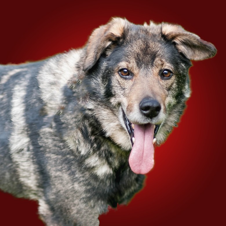 Подарок Арчи