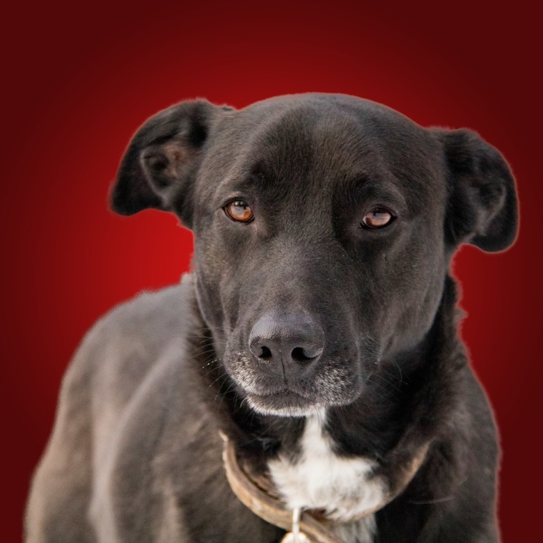 Подарок Джеку