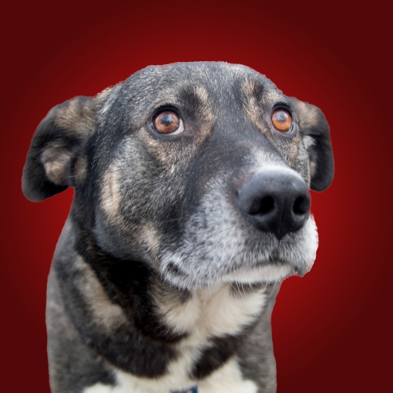 Подарок Мухтару