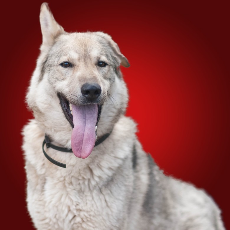 Подарок Трифону