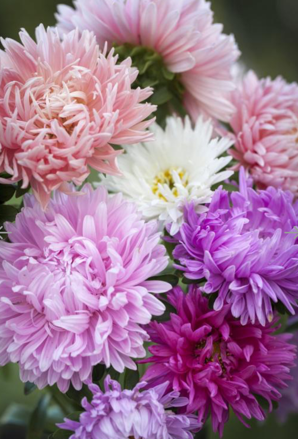 Астра Duchesse Formula mix