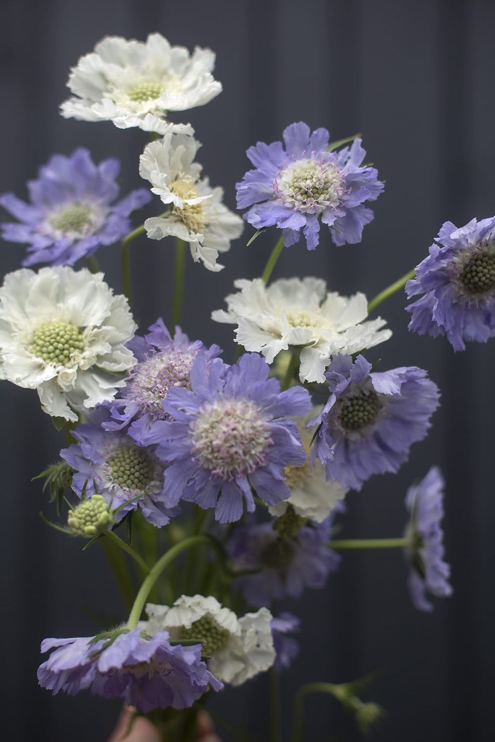 Скабиоза кавказика Perfection blue + perfection white