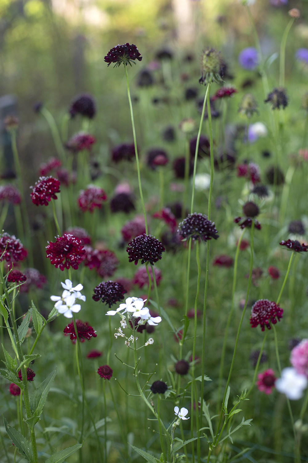 Скабиоза Black knight