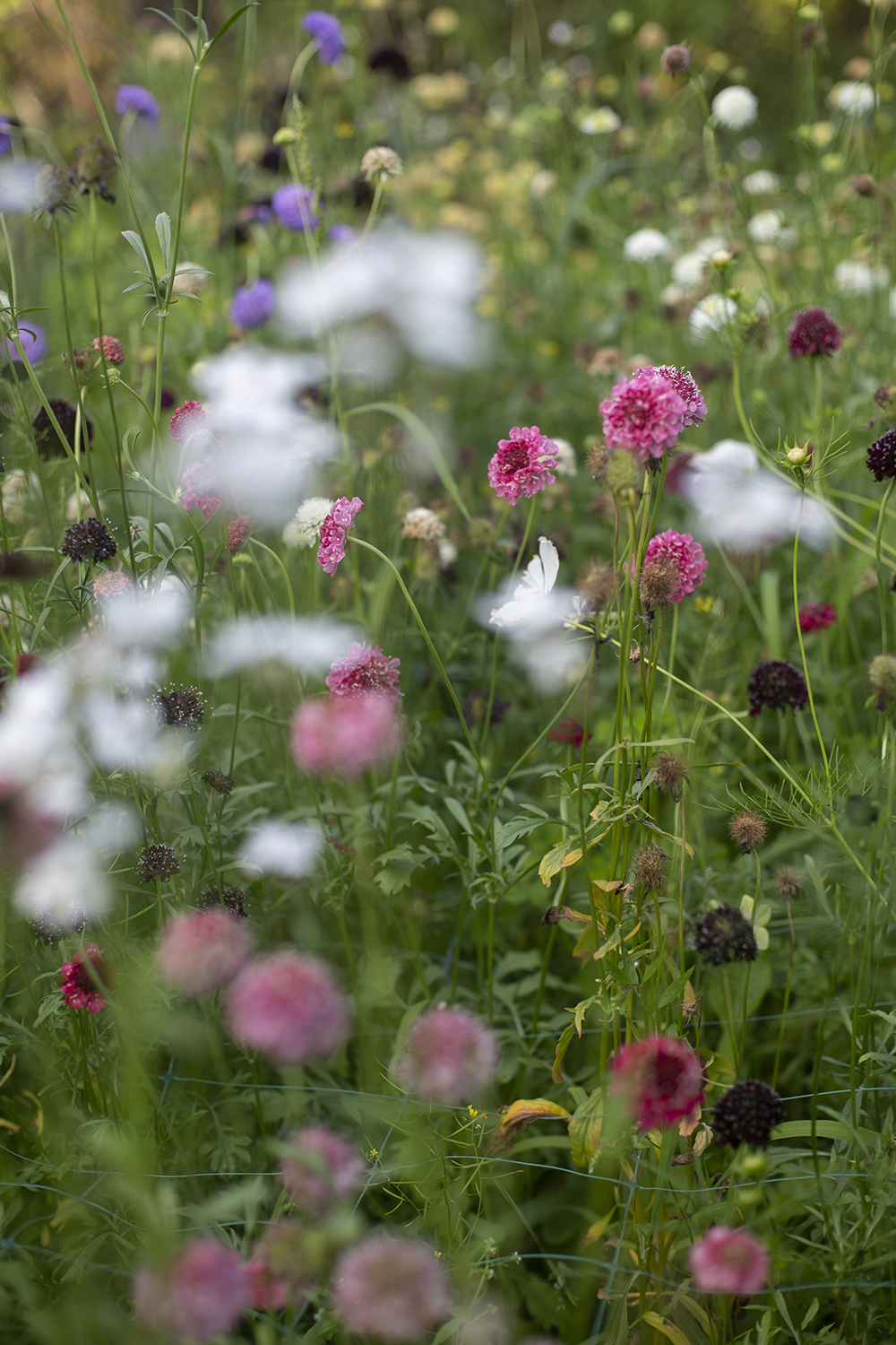 Консультация по созданию цветочной фермы