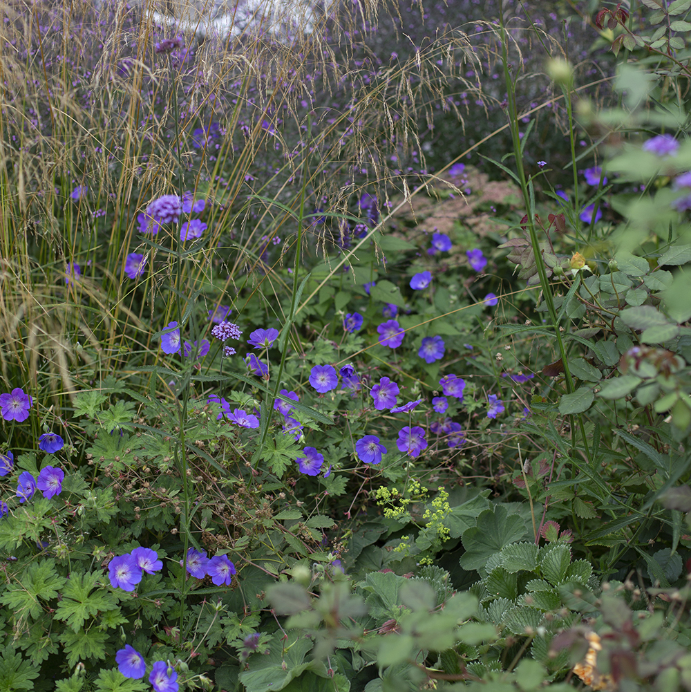 Консультация/сопровождение по созданию сада