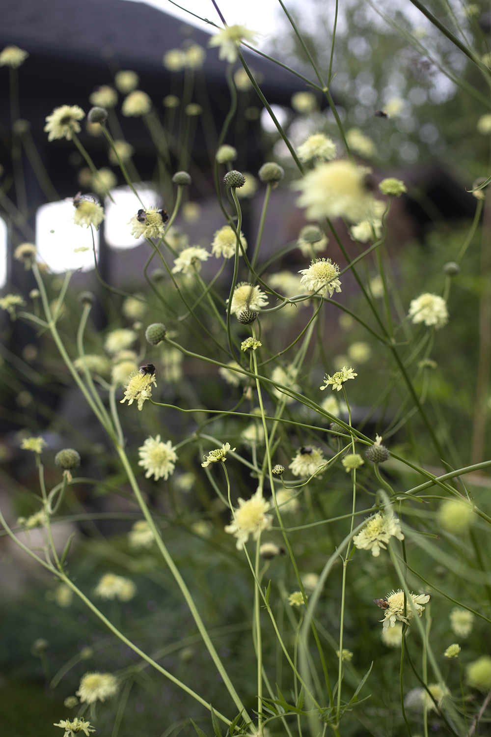 Цефалярия (скабиоза гигантская)