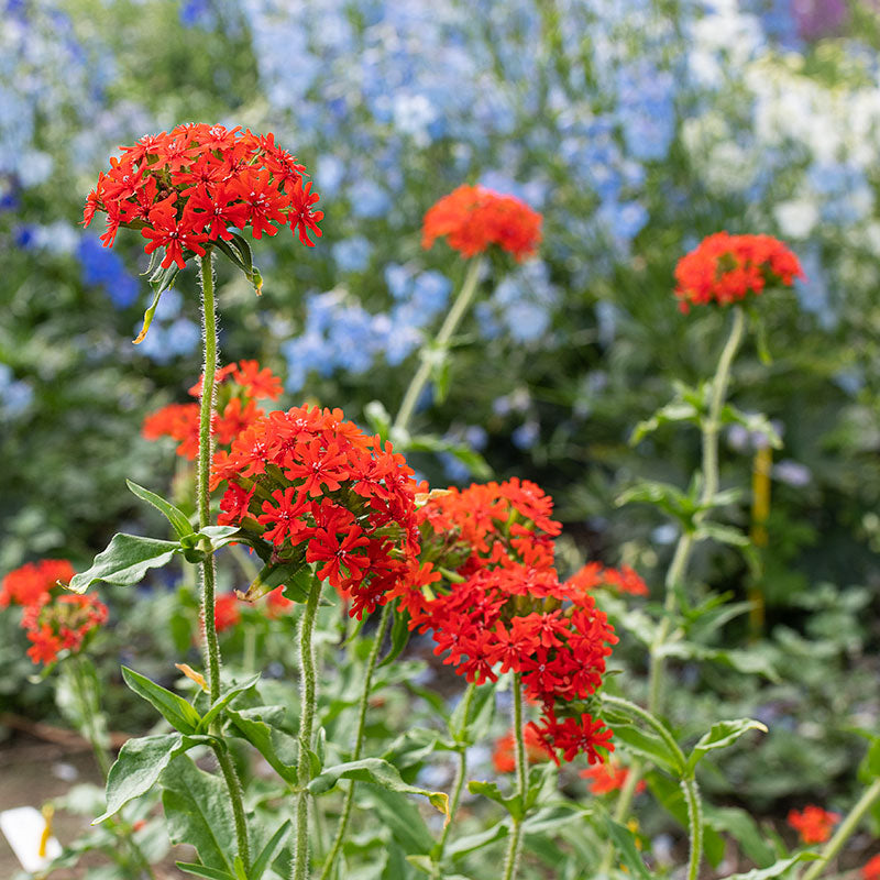 Смолёвка халцедонская