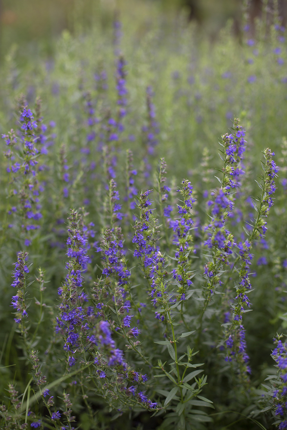 Иссоп лекарственный