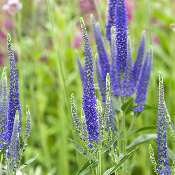 Вероника длиннолистная