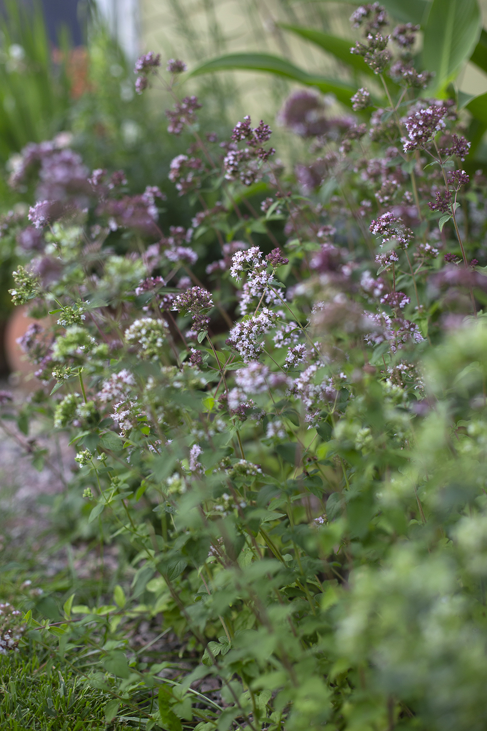 Душица обыкновенная