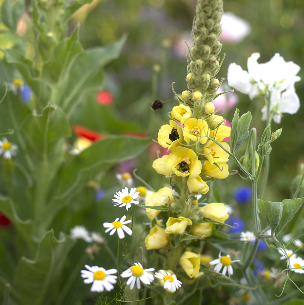 Коровяк густоцветковый