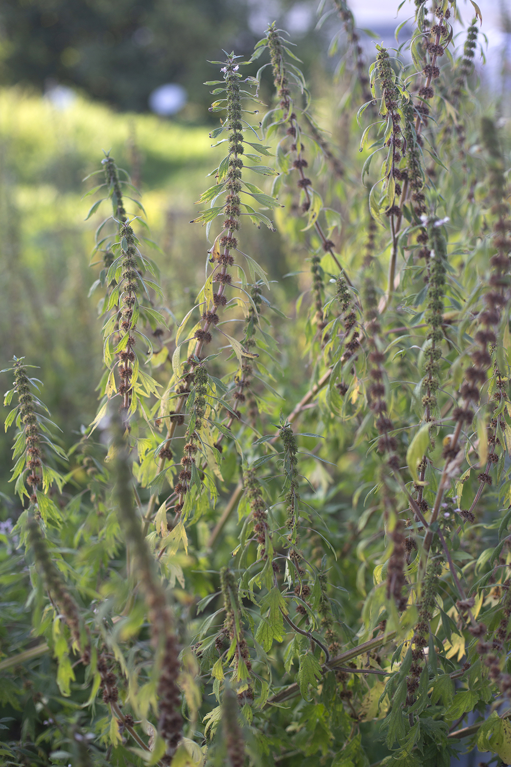 Пустырник сердечный