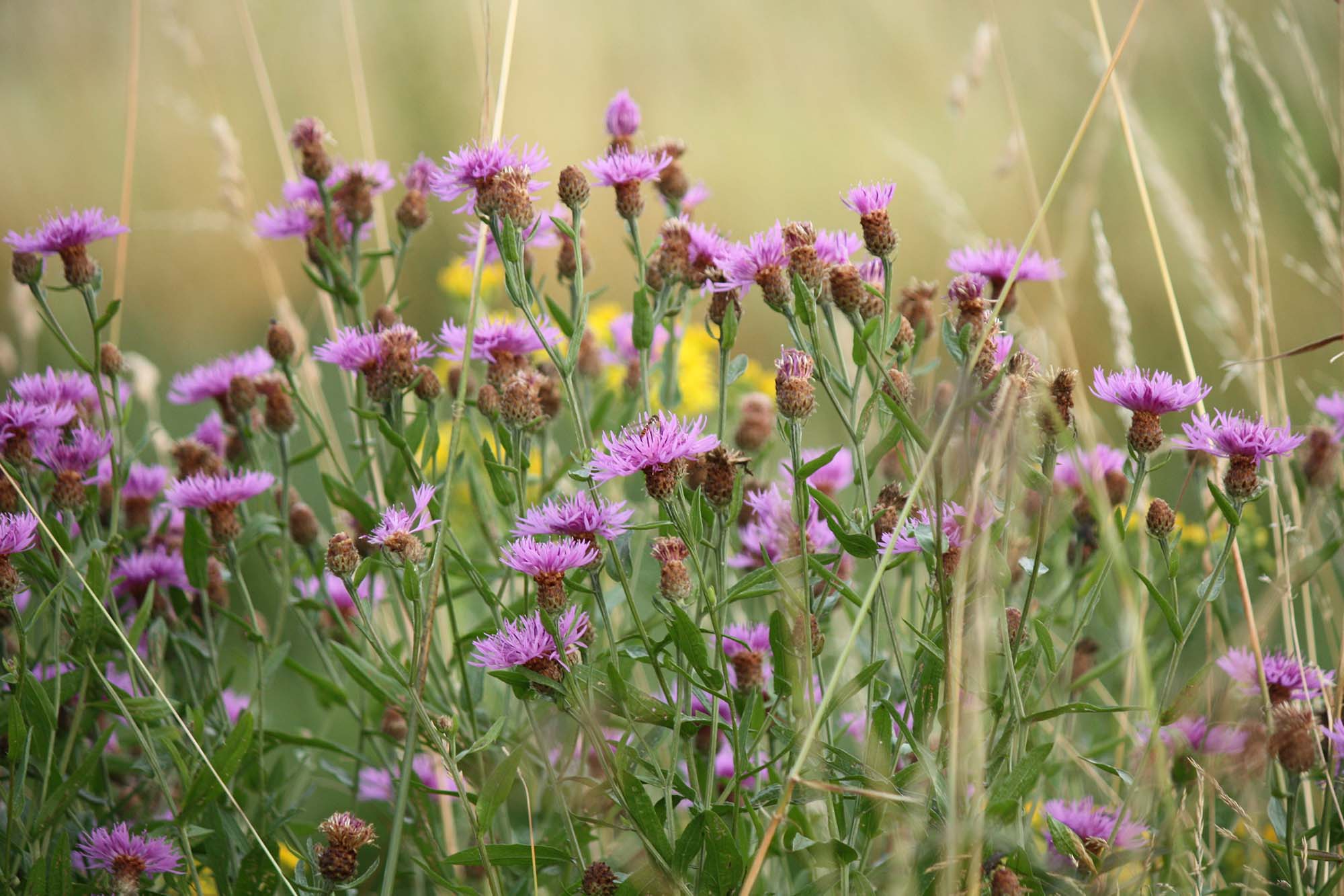 Василёк луговой