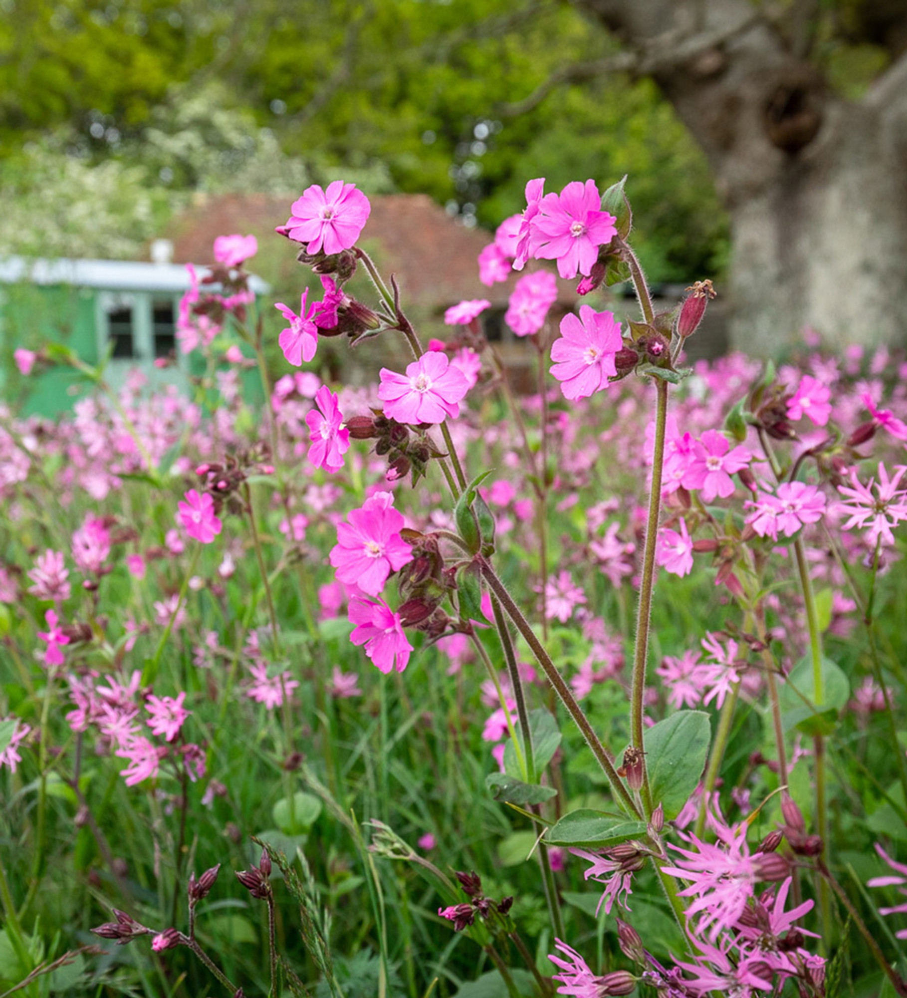 Дрёма двудомная