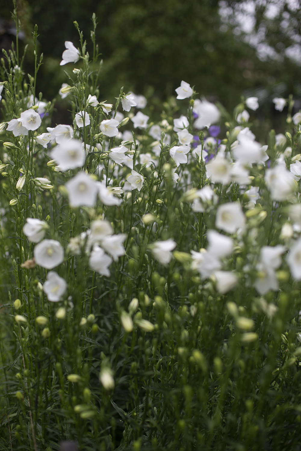 Колокольчик персиколистный