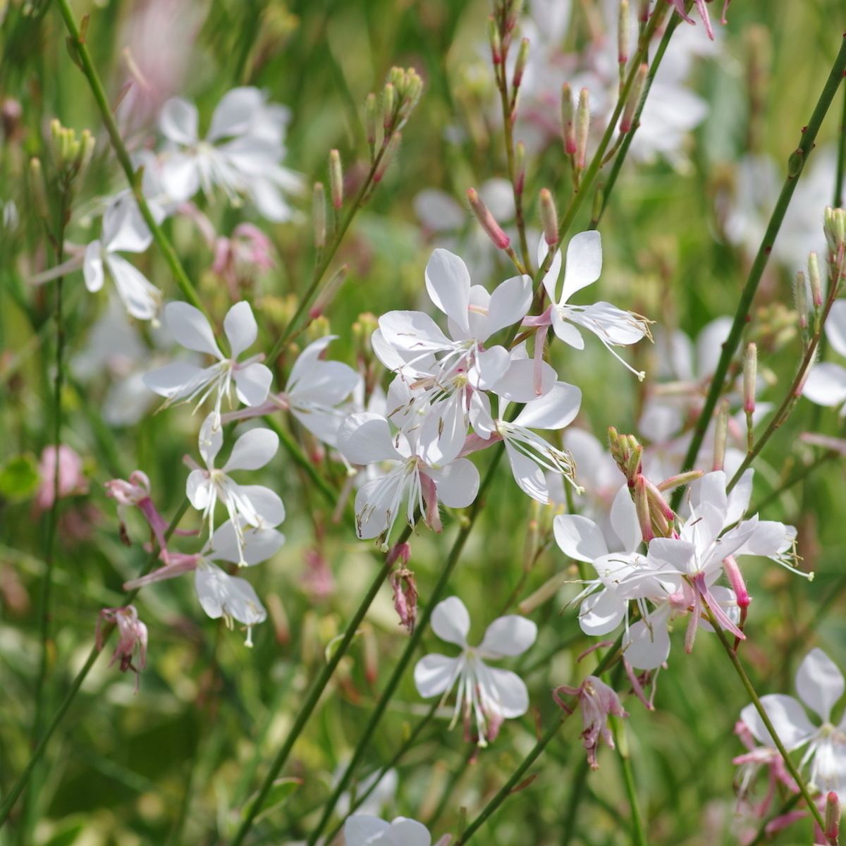 Гаура линдхеймера "Summer breeze'