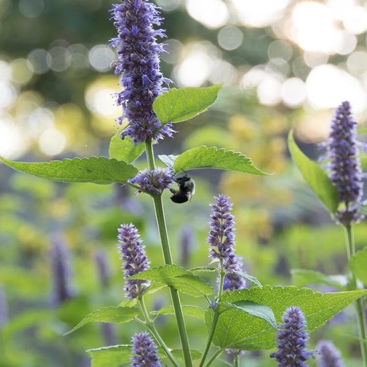 Лофант анисовый