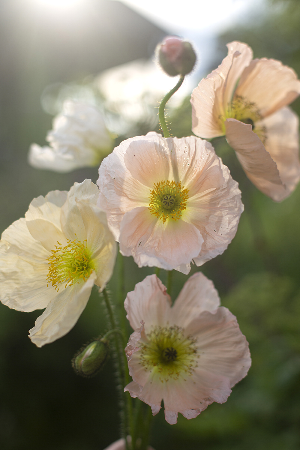 Мак исландский