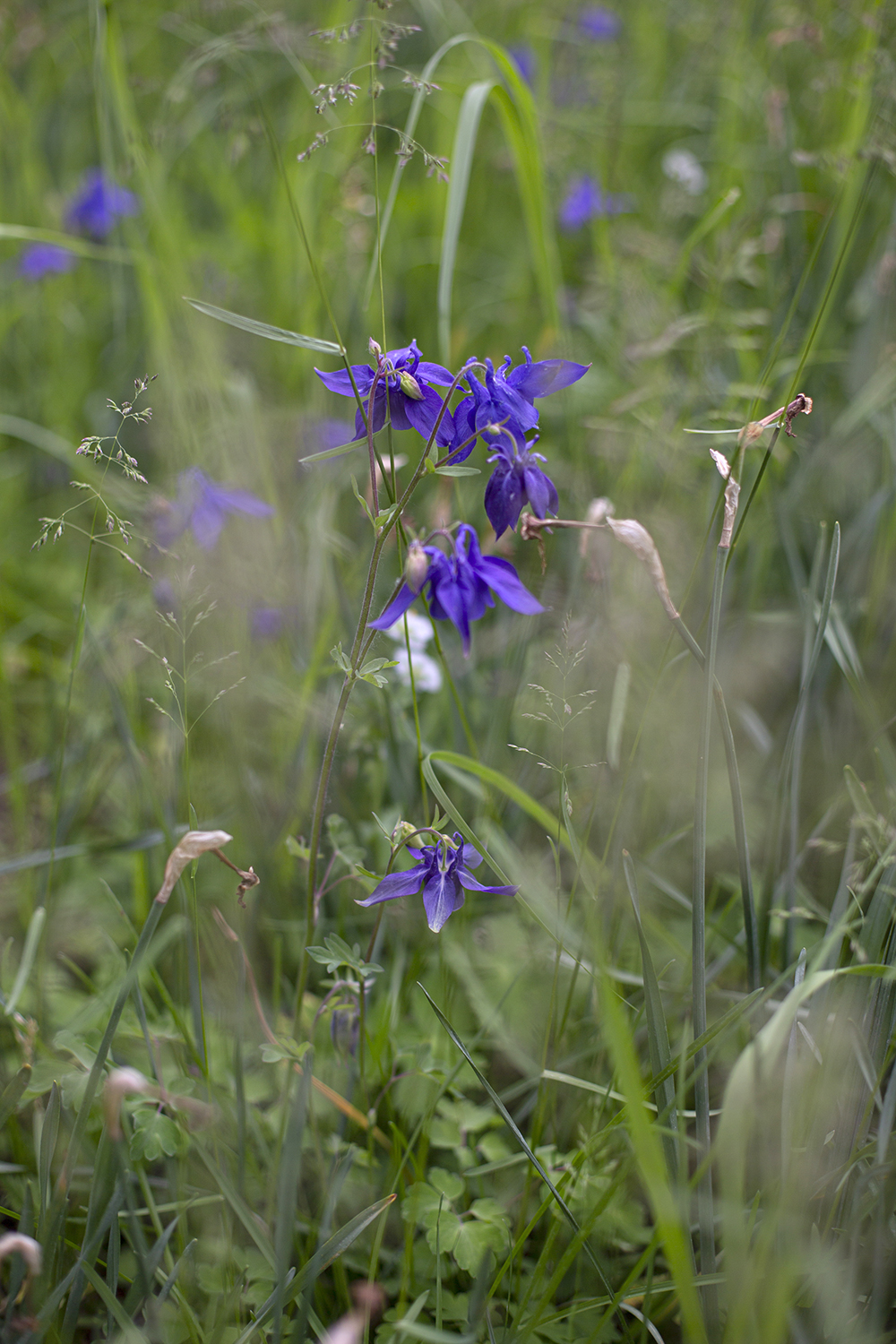 Аквилегия обыкновенная фиолетовая