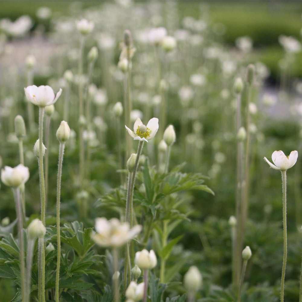Анемона цилиндрическая