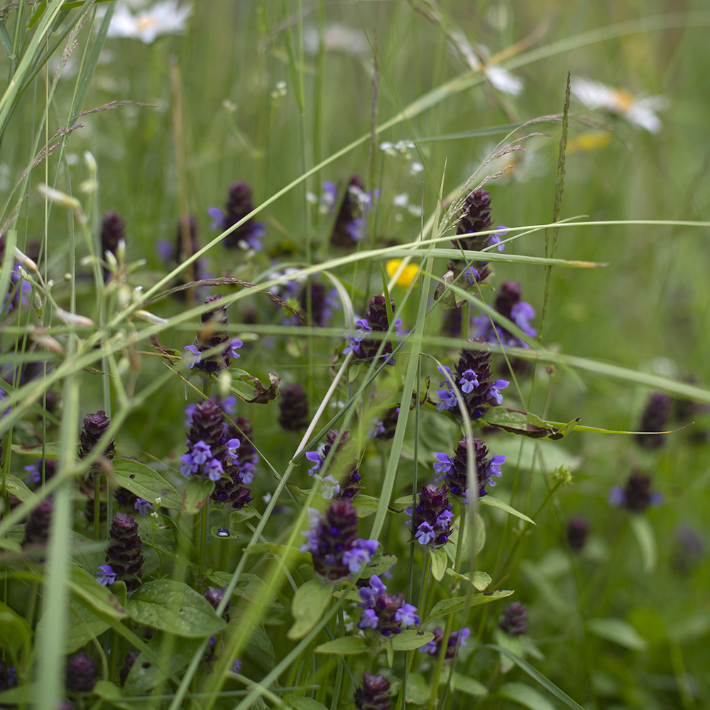 Черноголовка