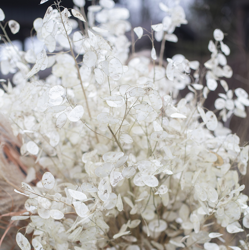 Cухоцвет лунария