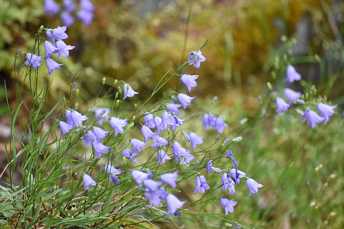 Колокольчик круглолистный
