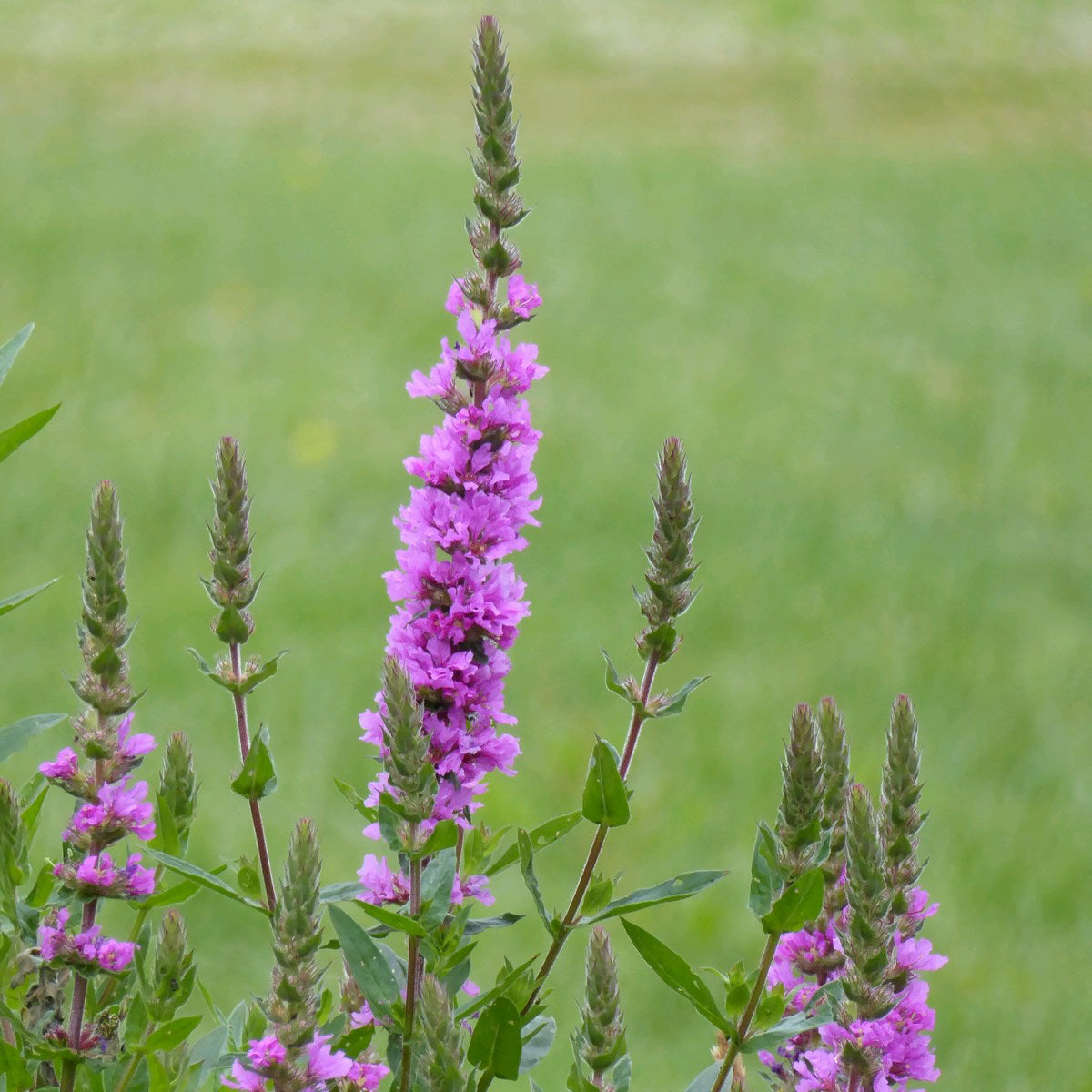 Дербенник иволистный