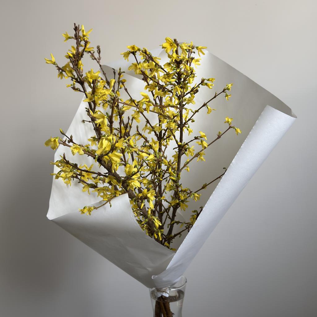 Цветущие ветки форзиции