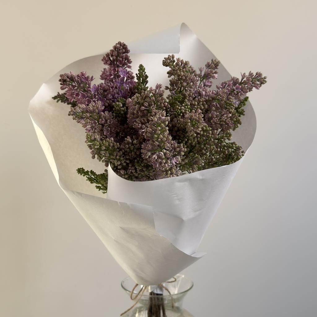 Цветущие ветки сирени