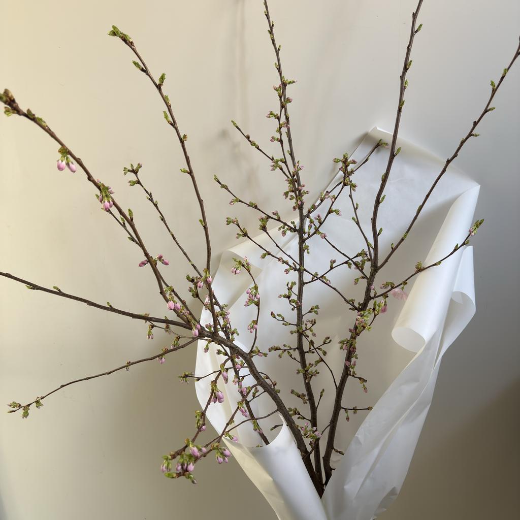 Цветущие ветки сакуры